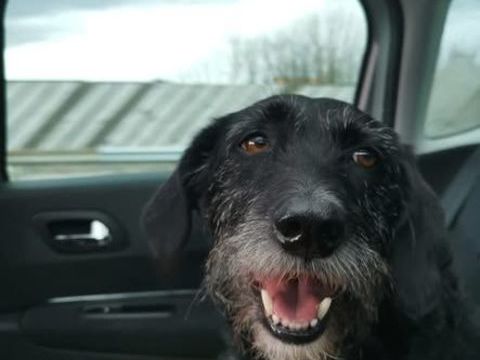 Chien LOUNA &agrave; l adoption 350 26100 Romans-sur-is�re