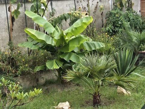 Vos d&eacute;sirez placer votre tortue 77 CB.Soins 0 93800 �pinay-sur-seine