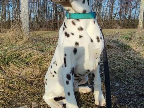 Chiots Dalmatien 900 25660 Sa�ne