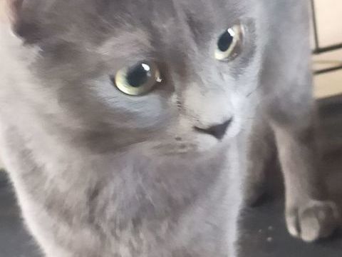 Chat Thaï X Persan 150 03100 Montluon