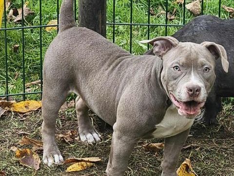 American bully pocket 1000 80100 Abbeville