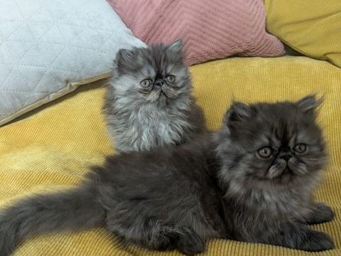 Chatons persans 820 56000 Vannes