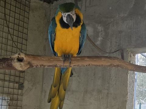 Ararauna mâle .. 1400 46340 Salviac