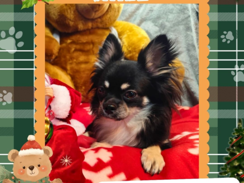 Chiot chihuahua mâle poils longs 450 18140 Prcy