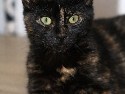 PADME chatonne &eacute;caille de tortue 5 mois 225 92260 Fontenay-aux-roses