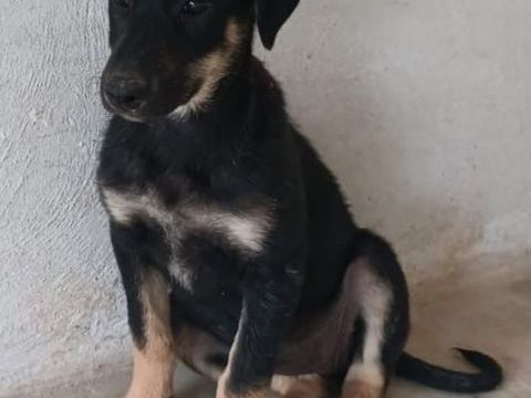 Lou 300 28000 Chartres