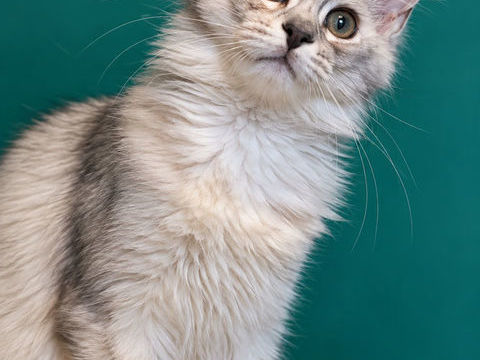 **BLANCHE-NEIGE** maine coon
Femelle **black silver shaded** 1200 53220 Larchamp