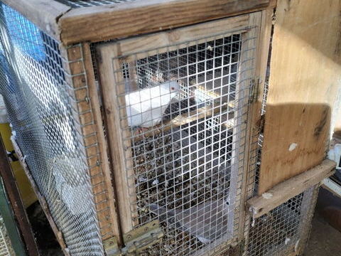 Tourterelle 20 17510 Villiers-couture