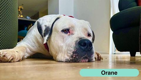 ORANE, magnifique Bouledogue Am&eacute;ricain crois&eacute;e Dogue Argentin &agrave; adopter via l'association UMA 330 44390 Casson