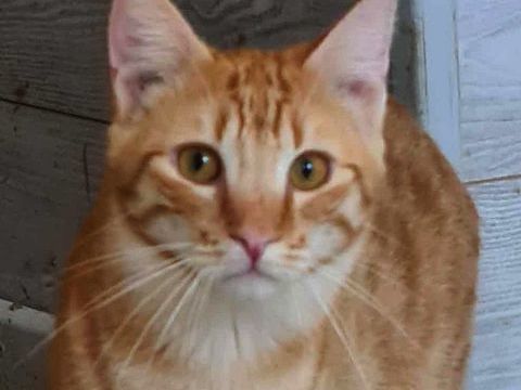 YOUPI JUNIOR TIGRE ROUX 1 AN 195 92260 Fontenay-aux-roses