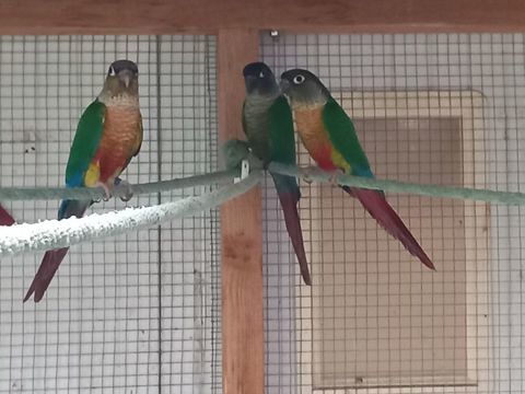 Couple molinae 60 35360 Boisgervilly