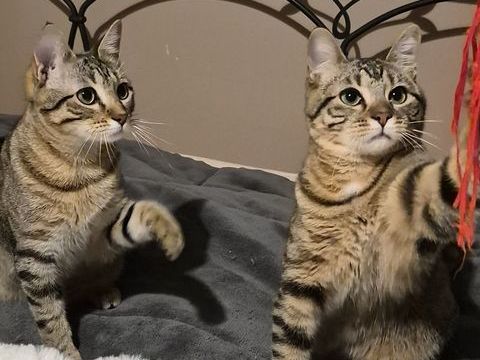 ASTRA et AVANA, en double adoption 1 30130 Carsan