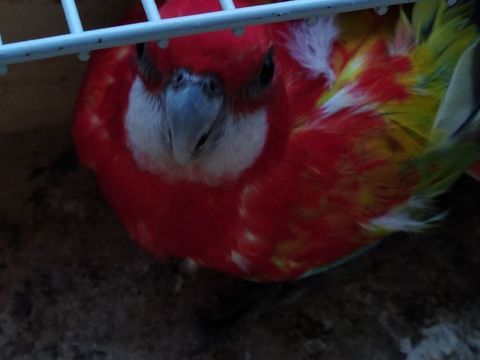 Omnicolore opaline doré b19 100 16470 Saint-michel