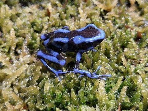 Grenouilles tropicales dendrobates 70 39190 Cousance