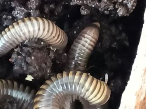 Iules Anadenobolus monilicornis 3 54460 Liverdun