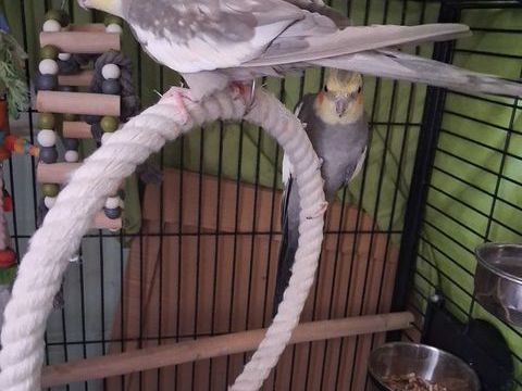 couple de calopsittes 200 30340 Saint-privat-des-vieux