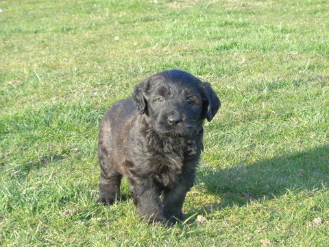 chiot berger catalan 1200 62690 Villers-brûlin