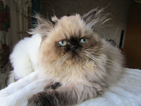 magnifique chaton persan seal point Loof 1450 02600 Villers-cotterts