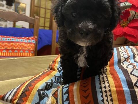 Caniche petit nain 0 50660 Orval