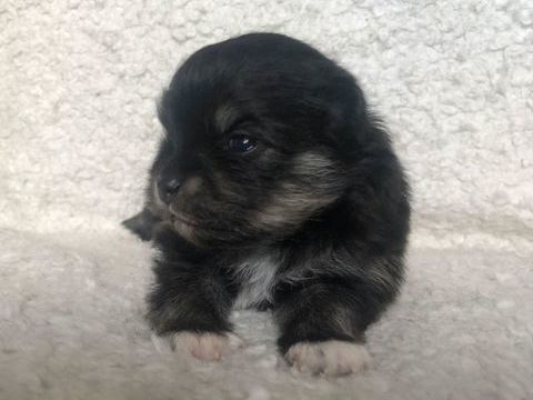 CHIOTS SPITZ NAIN mâles et femelle 1600 07460 Saint-paul-le-jeune