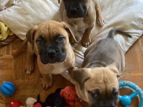 A r&eacute;serve chiots   Type bullmastiff  seront tres Costo.  4  0 13800 Istres