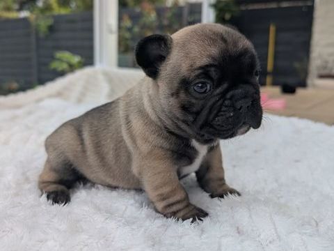 B&eacute;b&eacute; bouledogue fran&ccedil;ais 0 77380 Combs-la-ville