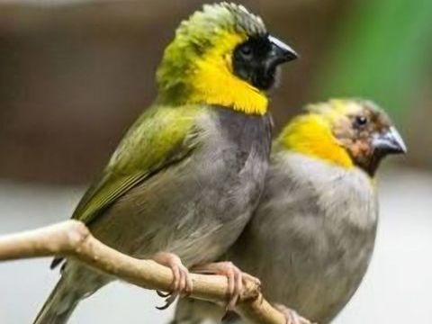 Couple chanteur de cuba non consanguin 80 17000 La rochelle