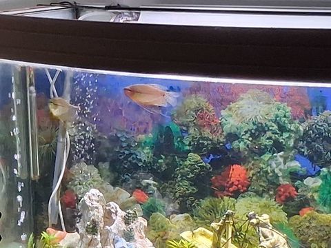 Aquarium 150 33820 Saint-ciers-sur-gironde