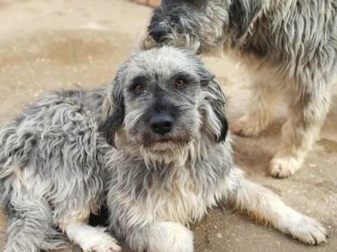 Regardez ces bouilles d'amour !  Ces deux magnifiques bergers léonais cherchent leur famille 315 24140 Douville