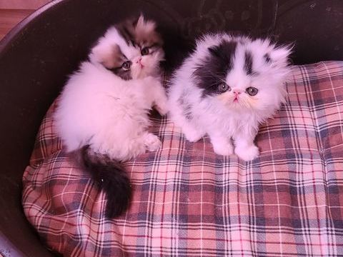 MAGNIFIQUES CHATONS PERSANS LOOF 950 06400 Cannes