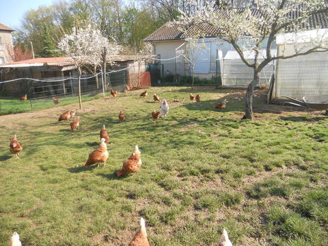 Jeunes poules rousses 12 54610 L�tricourt