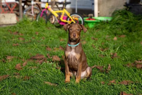 King, chien crois&eacute; braque &agrave; adopter 300 44116 Vieillevigne