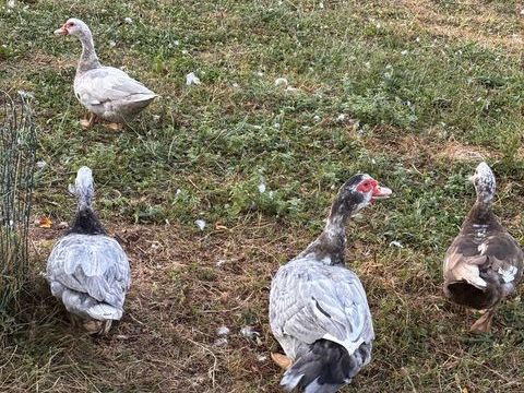Canards de barbarie 30 71380 Lans