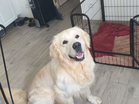 propose saillie m&acirc;le golden retriever 150 59264 Onnaing