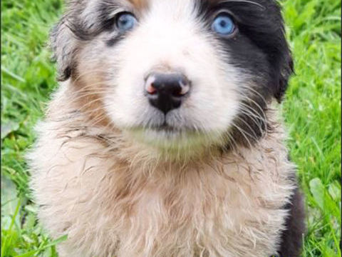 De superbes chiots Bergers Australiens n&eacute;s &agrave; la Wooferie  1090 56630 Langonnet