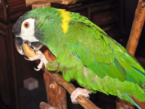 Ara &agrave; collier jaune 500 38090 Villefontaine