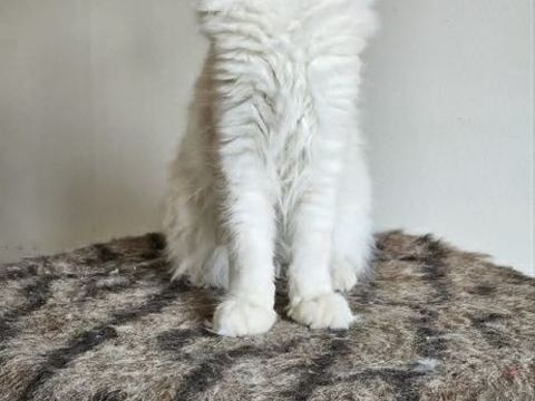 Chaton maine coon loof 1200 77640 Jouarre
