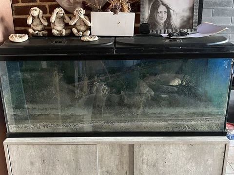 Aquarium 180 litres sur meuble 100 59870 Marchiennes