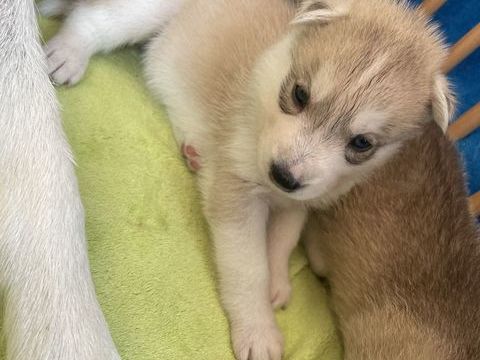 À réserver chiots husky sibérien 1500 25550 Allondans