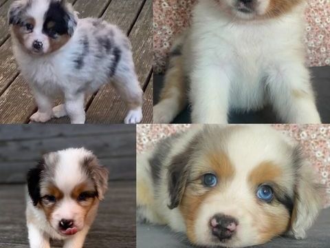 Chiots Berger Australien bientôt disponibles 1000 50200 Montsurvent