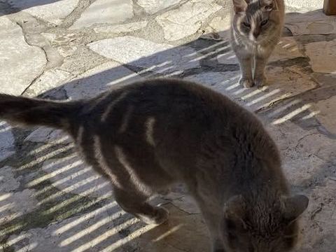 Chat MIMINE et RAZMOKET &agrave; l adoption 200 84340 Malauc�ne