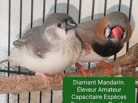Diamant Mandarin 12 55500 Nançois-sur-ornain
