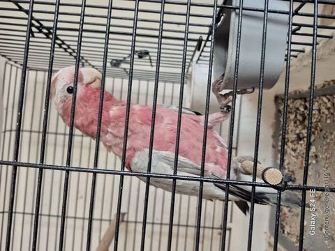 CACATOES ROSALBIN EAM FEMELLE 2025 1200 86340 Nouaill-maupertuis