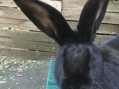 Lapine G&eacute;ante 60 31390 Carbonne