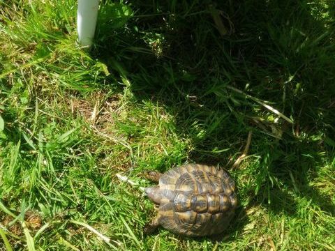 Tortue de terre 12 ans 400 17300 Rochefort