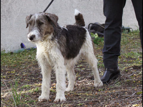 IONA cherche une famille 210 34500 B�ziers