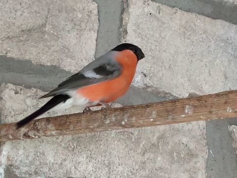 Oiseau bouvreuil mutation brun 150 46400 Saint-c�r�