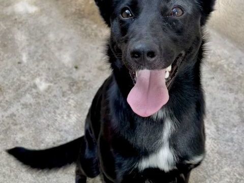 AVELINE, border collie 1 an 200 34500 Bziers