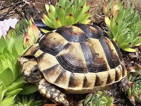 Tortue de terre 70 31000 Toulouse