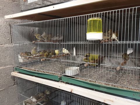 canaris raza 30 33240 Saint-andr�-de-cubzac